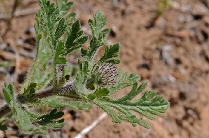 Dakota Mock Vervain has green leaves that are deeply dissected and one of the main differences between this species and Southwestern Mock Vervain, (Glandularia gooddingii). Glandularia bipinnatifida 